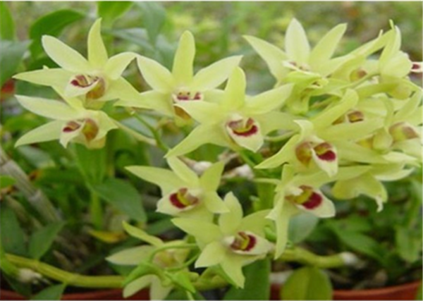c(din)鿴ԔϢ}Herba Dendrodii Flower xΔ2960