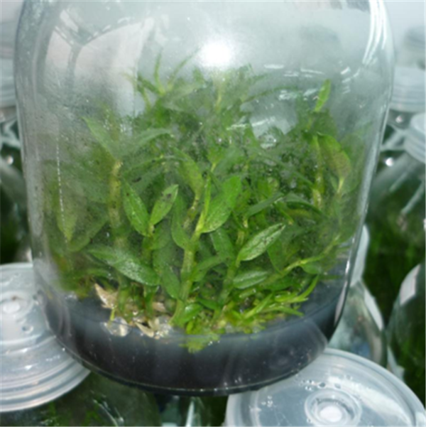 c(din)鿴ԔϢ}Herba Dendrodii Pot Seedlings xΔ2381